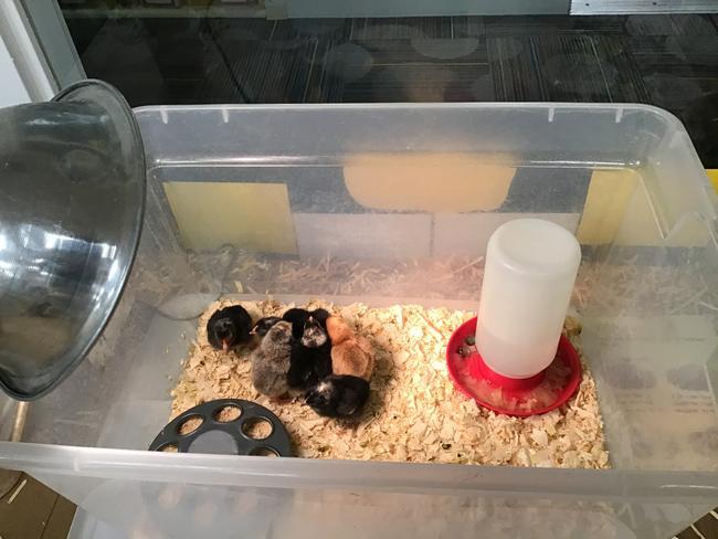 What's Happening At IPS: Chicks, Literacy, and More! 2 After: A successful "chick hatch" at 86th Street!