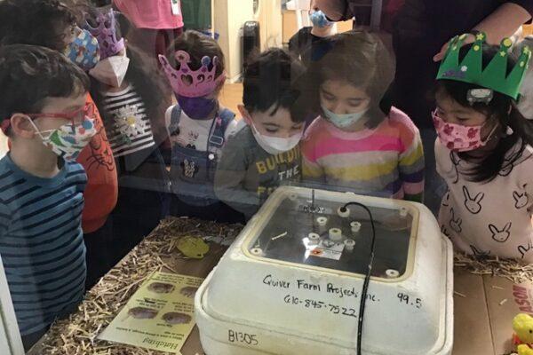 Before: Children observe the fertilized eggs in the incubator at our 86th Street location.