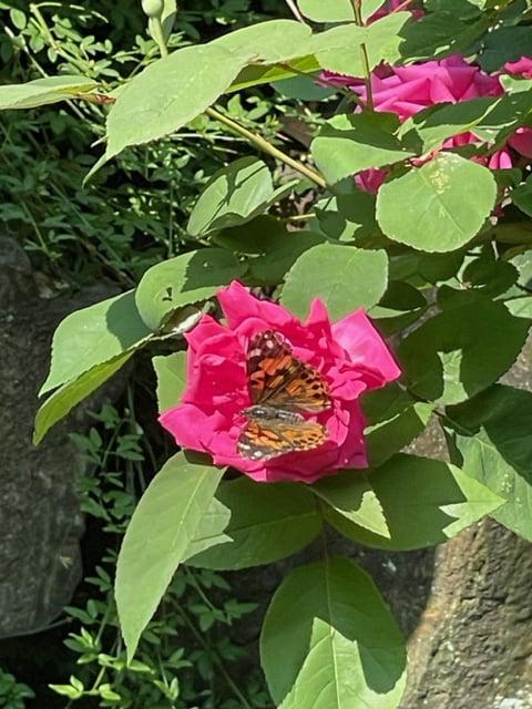 A newly freed butterfly!
